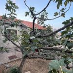 photo 2025 05 09 16 28 51(6)