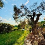 photo 2025 05 30 00 35 27(4)